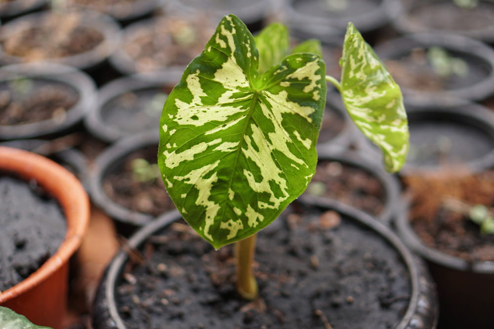 Jeune pousse d'Alocasia panachée vert et crème dans un pot de culture, idéale pour compléter une étagère de Hoya serpens